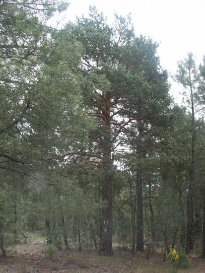 5-Pinus sylvestris en borde de pinar